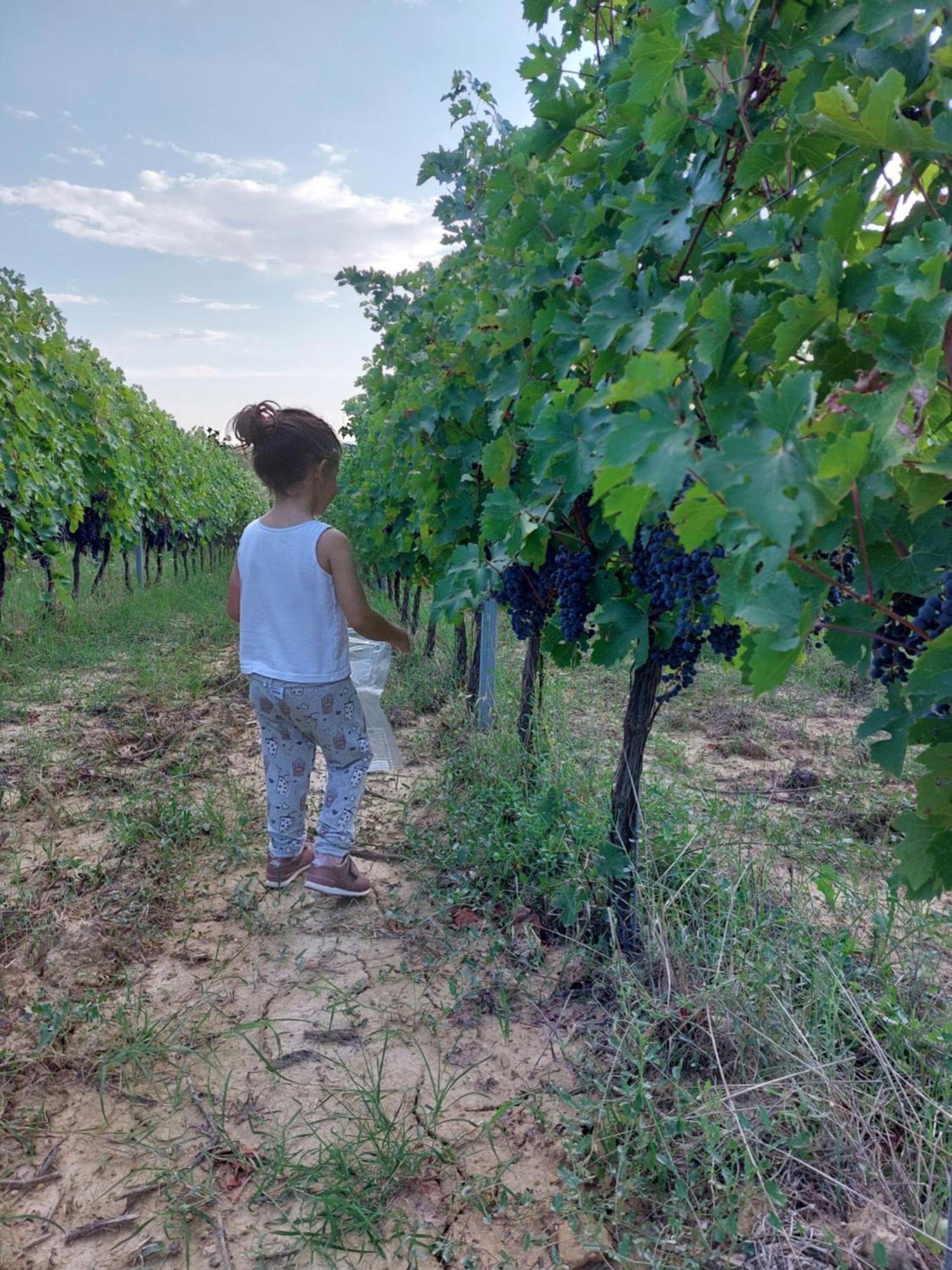 Agriturismo Corte In Poggio Stabbia Bagian luar foto