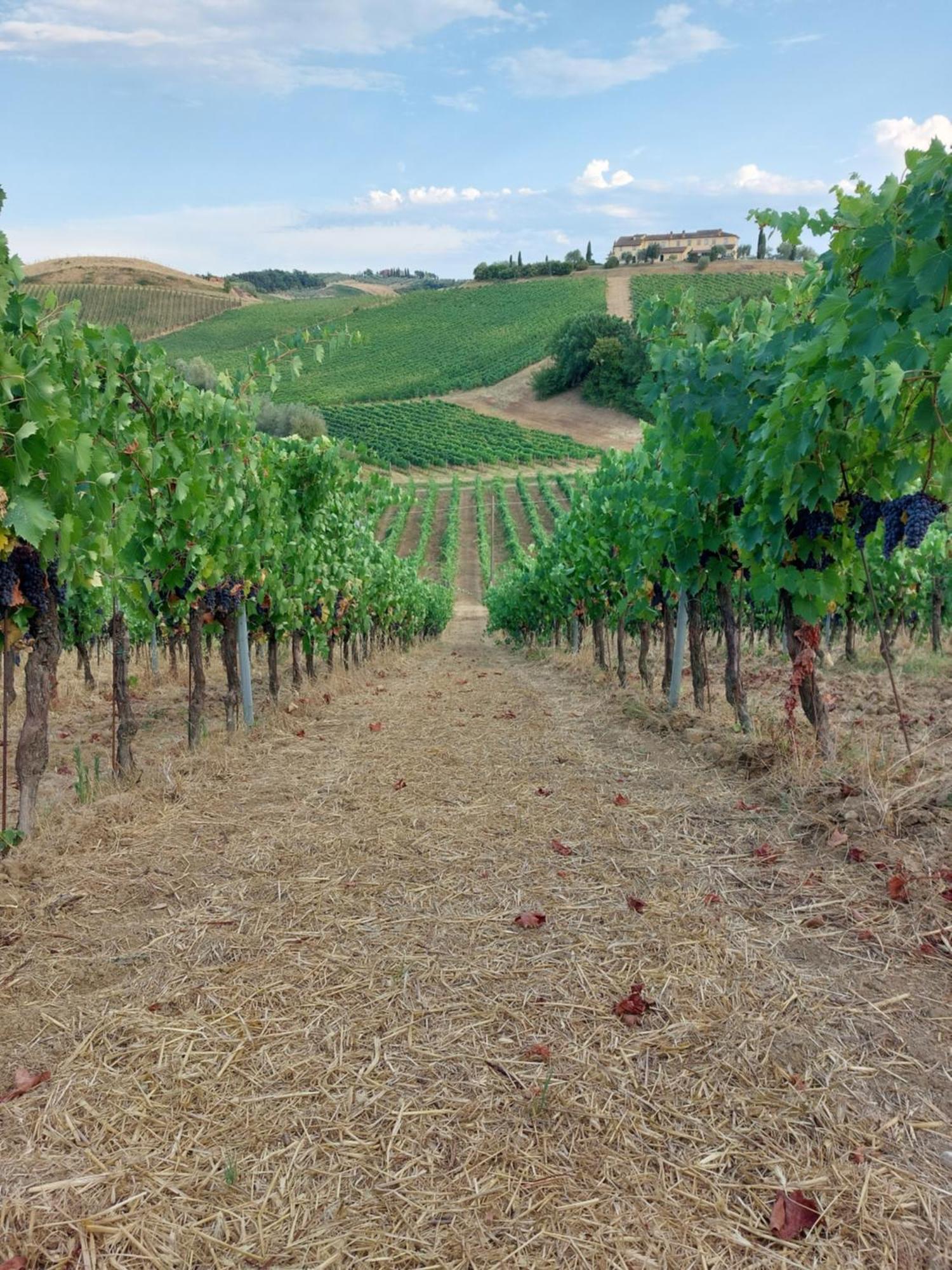 Agriturismo Corte In Poggio Stabbia Bagian luar foto